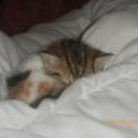 Photo #197213 de Mirabelle