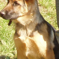 Photo #197249 de Crapule