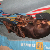 Photo #197290 de Kaizer