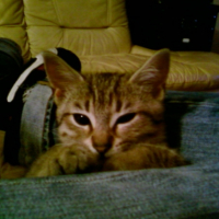 Photo #197297 de Niizy