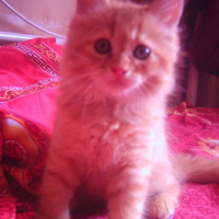 Photo #197304 de Poison