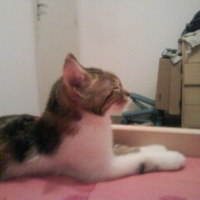 Photo #197313 de Mirabelle
