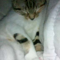 Photo #197316 de Mirabelle