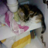 Photo #197318 de Mirabelle