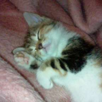Photo #197319 de Mirabelle