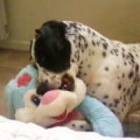 Macha peluche