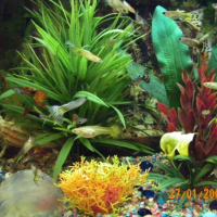 Photo #197326 de Des,guppys