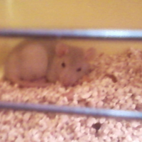 Photo #197332 de Aiko