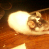 Photo #197338 de Misaki