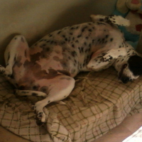 Photo #197341 de Macha