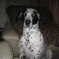 Photo #197355 de Macha
