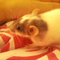 Photo #197366 de Misaki