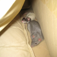 Photo #197376 de Misaki