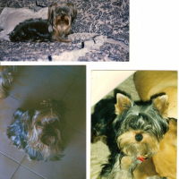 Photo #197387 de Tomy