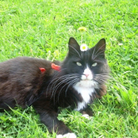 Photo #197389 de Wisky