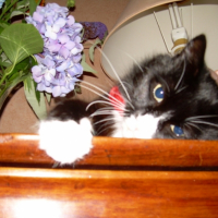 Photo #197394 de Wisky