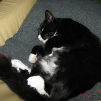 Photo #197398 de Wisky