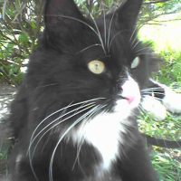 Photo #197400 de Wisky