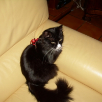 Photo #197405 de Wisky
