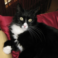 Photo #197411 de Wisky