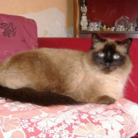 Photo #197427 de Zouzou