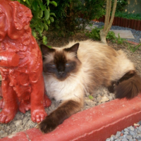 Photo #197429 de Zouzou