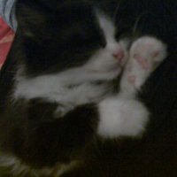 Photo #197438 de Mao