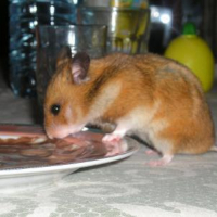 Photo #197453 de Micky