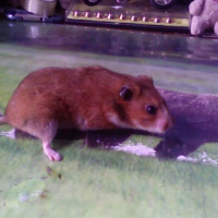 Photo #197454 de Micky