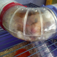 Photo #197458 de Micky