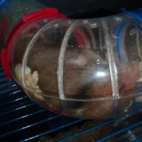 Photo #197459 de Micky