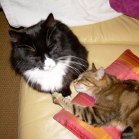 Photo #197469 de Tara