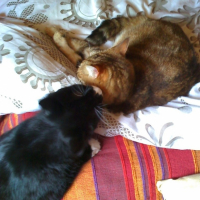 Photo #197470 de Tara