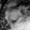 Photo_054