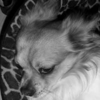 Photo #197484 de Alto