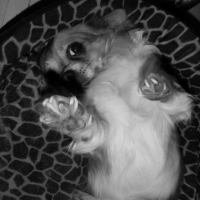 Photo #197486 de Alto