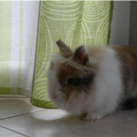 Photo #197491 de Bandit