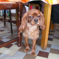 Photo #197492 de Caramelle