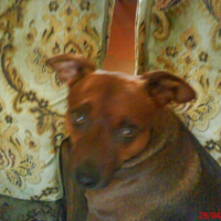 Photo #197529 de Titi