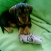 Photo #197542 de Curly