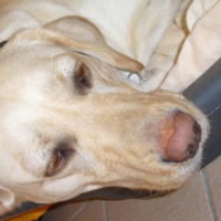 Photo #197579 de Babou