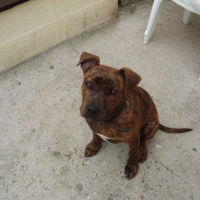 Photo #197580 de Gordon