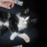 Photo #197597 de Mao