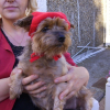 Cachou_petit_chaperon_rouge_-_Copie