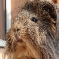 Photo #197626 de Anatole