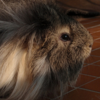 Photo #197628 de Anatole