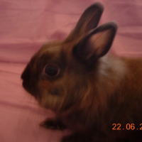 Photo #197686 de Vicky