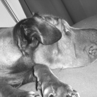Photo #197718 de Loulou