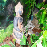 Photo #197767 de Dragibus