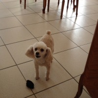 Photo #197781 de Pimkie